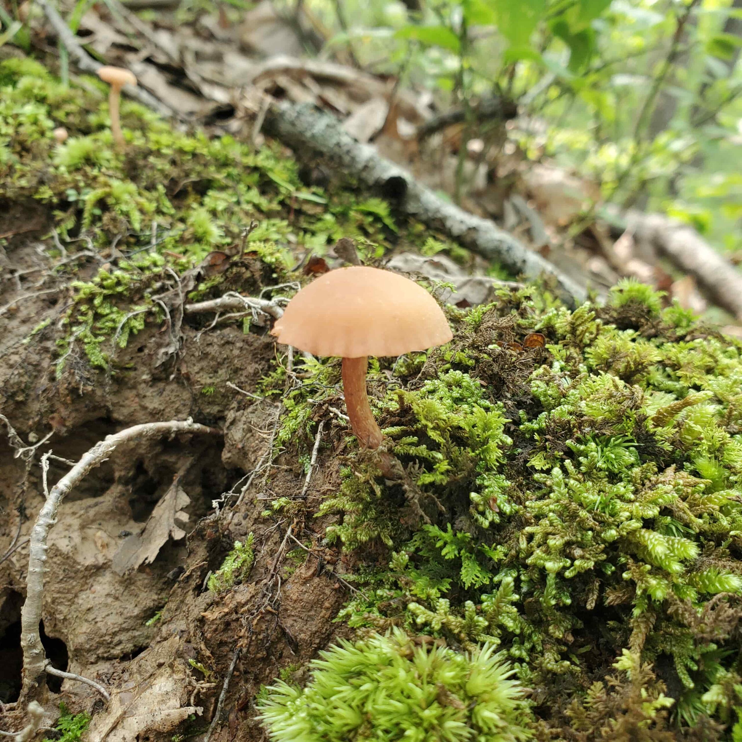 A small mushroom on a moss-covered log.